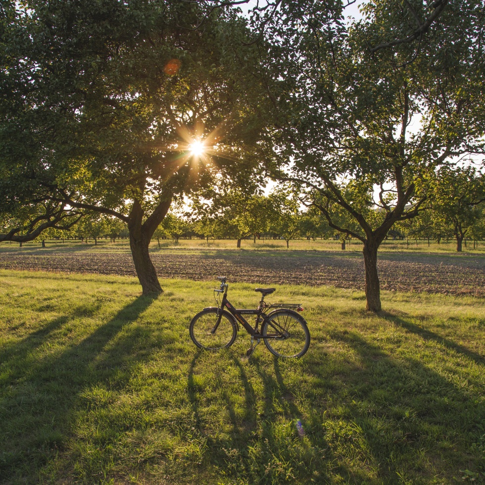 Photo of bicycle in a field